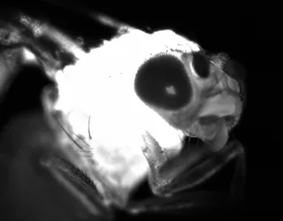 Black-and-white close-up of a fruit fly's head and compound eye