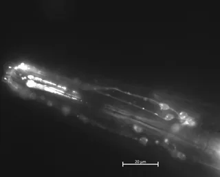 Grayscale fluorescence image of stained sensory neurons